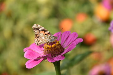 butterfly on flower