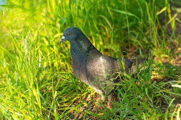 A gray dove with brilliant plumage is looking for seeds