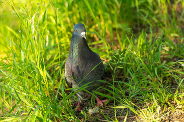 A gray dove with brilliant plumage is looking for seeds
