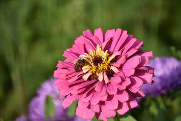 Obraz premium the magic summer garden flowers