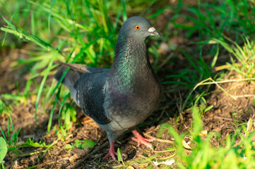A gray dove with brilliant plumage is looking for seeds