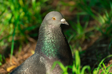 A gray dove with brilliant plumage is looking for seeds