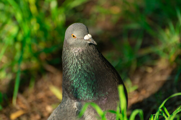 A gray dove with brilliant plumage is looking for seeds
