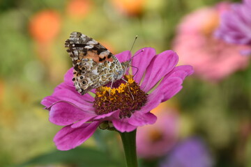 butterfly on flower
