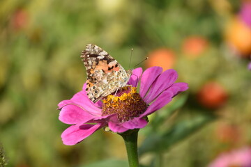 butterfly on flower