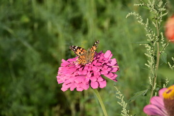 butterfly on a flower