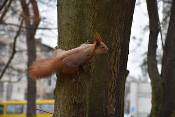 squirrel on a tree