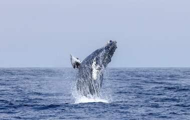 Obraz premium whale in the water, humpback breaching 