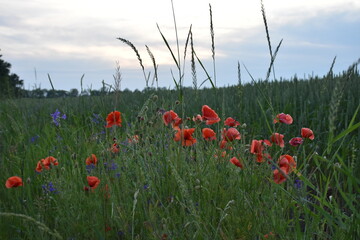 scarlett wild poppies at the field