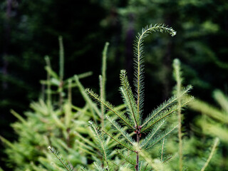 Wiederaufforstung im Mischwald