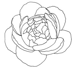 peony is a botanical sketch of a flower and a rose, isolated black outline on white for a natural design pattern. peony rose flower top view with open petals