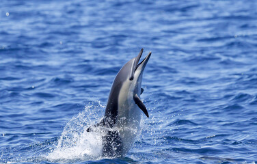 Fototapeta premium dolphin in the water, Common Dolphin smiling