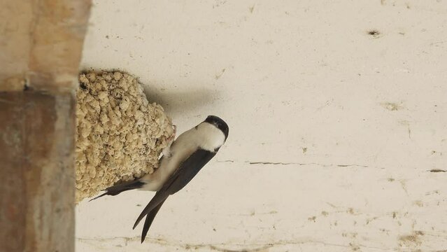 House martin swallow bird (Delichon urbicum) inspecting the nest when coming back from migration