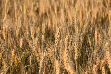 golden wheat field