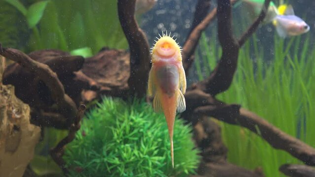 Ancistrus fish sticked with the mouse on aquarium glass