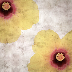 square stylish old textured paper background with yellow Hibiscus flower