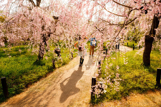 a woman in a park casting shadow while taking a photo with cherry blossoms in Japan