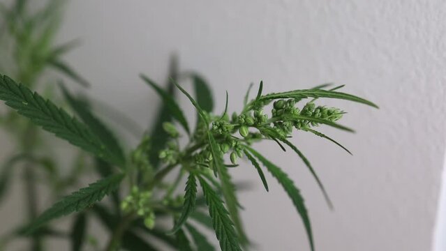 marijuana cannabis weed plants growing 