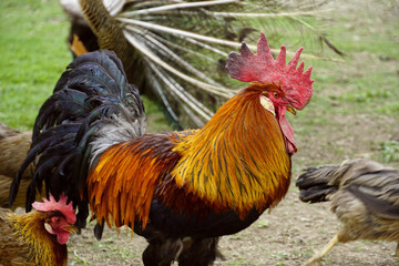 rooster in the farm