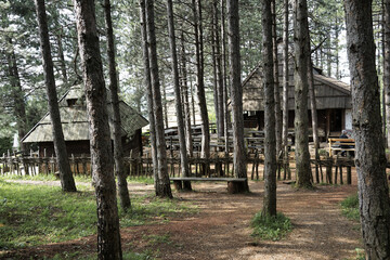 trees and wooden houses in the forest