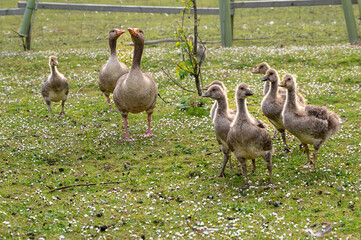 Greylag geese, anser anser, with goslings