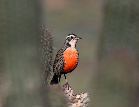 Loica (Leistes loyca)