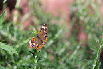 The Junonia coenia or common buckeye butterfly emerges from slumber to search for warmth in the sunlight and its next nectar based meal