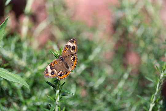 The Junonia coenia or common buckeye butterfly emerges from slumber to search for warmth in the sunlight and its next nectar based meal