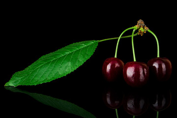 a bunch of three ripe cherries with branches, on a black background with reflection