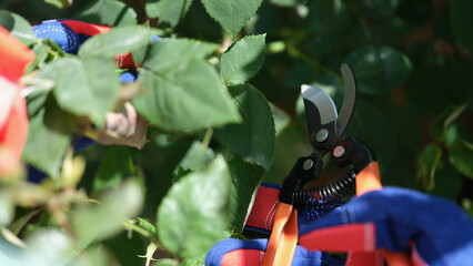 Naklejka premium Worker cuts bush with pruner outdoors closeup