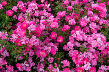 pink roses in the garden