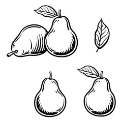 Engraved vector illustration of an pear. Pears isolated on white background.