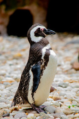close up of a penguin