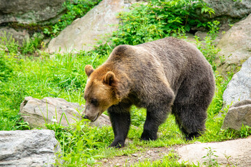 Fototapeta na wymiar Brown bear walking in a grassland