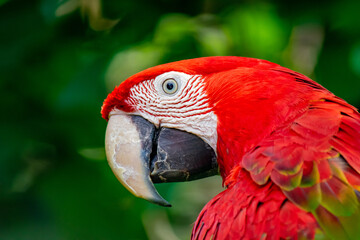 red and yellow macaw