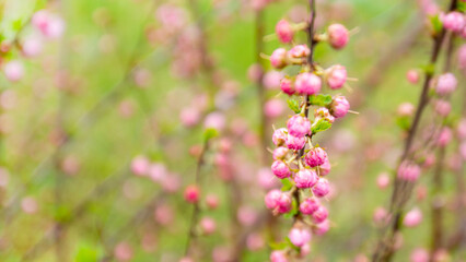 Obraz premium many blooming pink roses on a bush close-up in a spring garden. large bushes of pink roses blooming in a city park. care of garden rose bushes