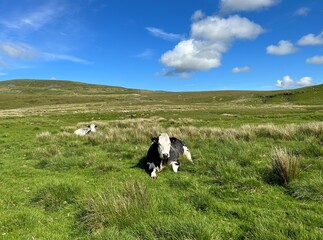 Naklejka na ściany i meble Cattle relaxing on the hills, on a sunny afternoon near, Horton in Ribblesdale, UK