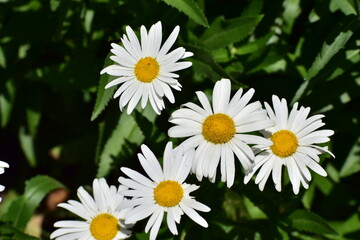 Daisy in the garden