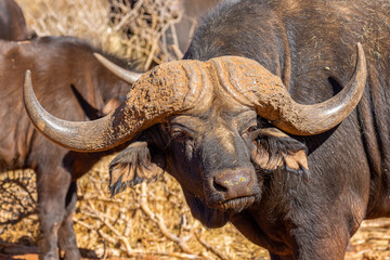 Obraz premium Cape or African buffalo bull on a game farm, South Africa