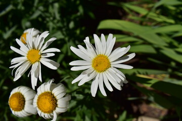 Obraz premium Daisy in the garden
