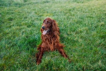 Happy Irish setter dog with open mouth lying on a nature green grass and looking away in summer meadow against blurred scenery, outdoors, horizontal