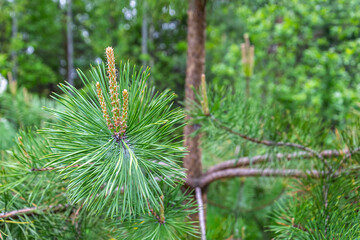 young growth of pine