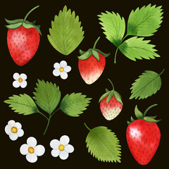 Watercolor illustration of strawberries, leaves and flowers. Clipart on a dark background.