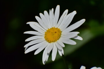 Obraz premium Daisy in the garden