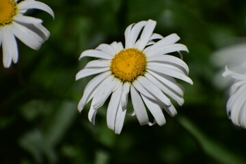 Obraz premium Daisy in the garden