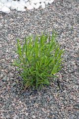 mulching flower beds with marble stone. Stone chips for landscaping.