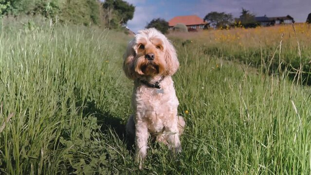 Finley in Field