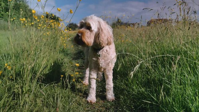 Cockapoo in Field