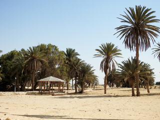 Prophet Moses Springs, Water wells and palms in Sinai Peninsula, Ras Sidr, Egypt, The Springs of...