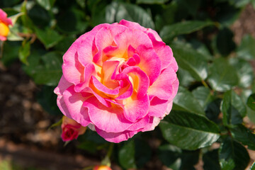 pink and yellow rose blooming colorful in summer sun